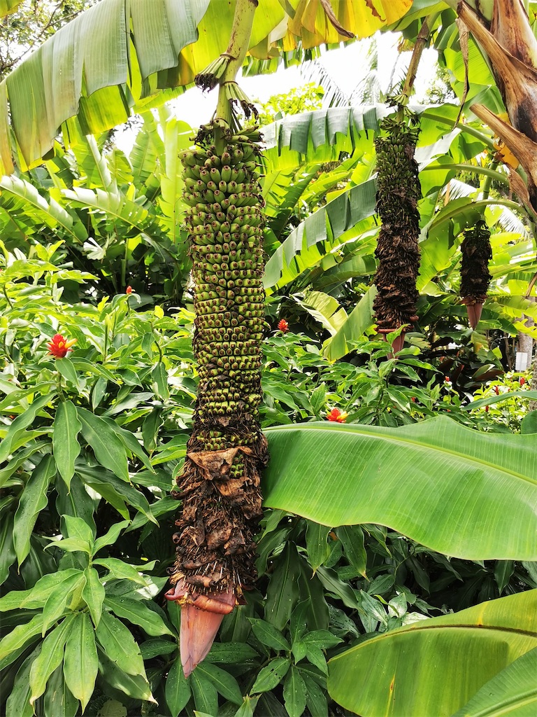 f:id:Paulinasg:20220104145829j:image