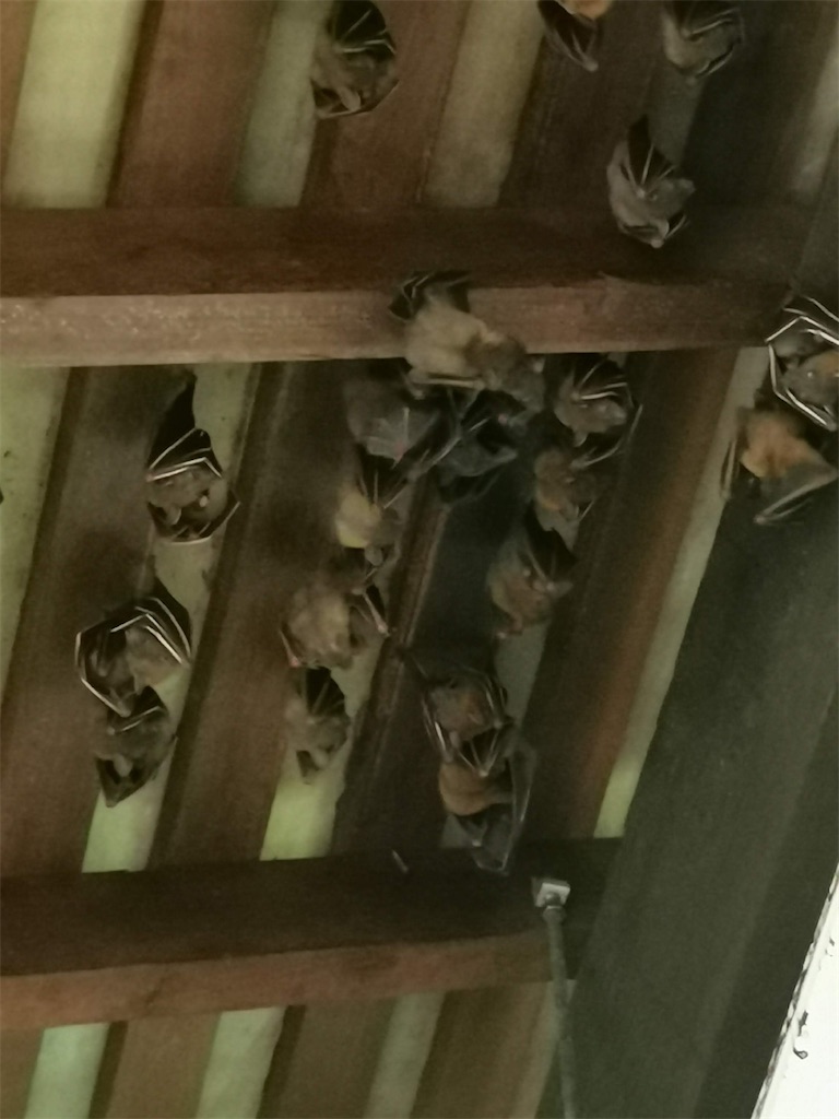 f:id:Paulinasg:20220104162450j:image