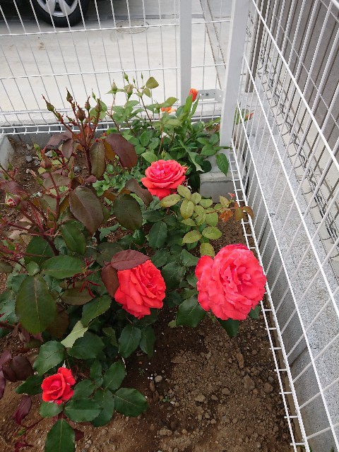 f:id:Peace2019:20190616232912j:image f:id:Peace2019:20190616232912j:image