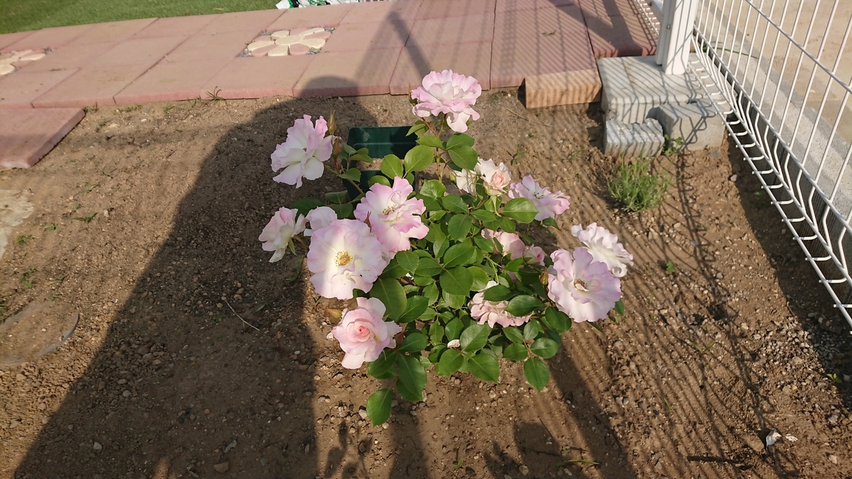 f:id:Peace2019:20190617001954j:plain f:id:Peace2019:20190617001954j:plain