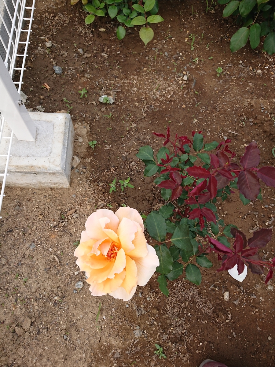 f:id:Peace2019:20190617004333j:plain f:id:Peace2019:20190617004333j:plain