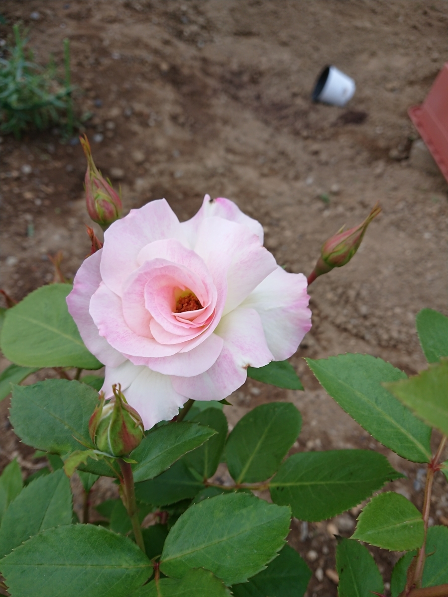 f:id:Peace2019:20190617222135j:plain f:id:Peace2019:20190617222135j:plain