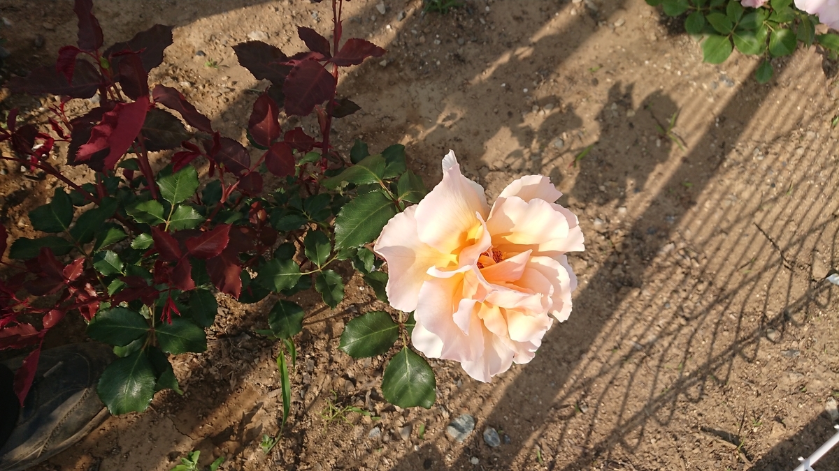 f:id:Peace2019:20190617223634j:plain f:id:Peace2019:20190617223634j:plain