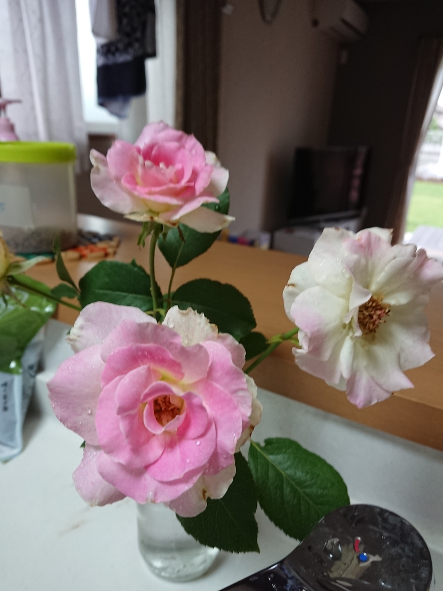 f:id:Peace2019:20190701003459j:plain f:id:Peace2019:20190701003459j:plain