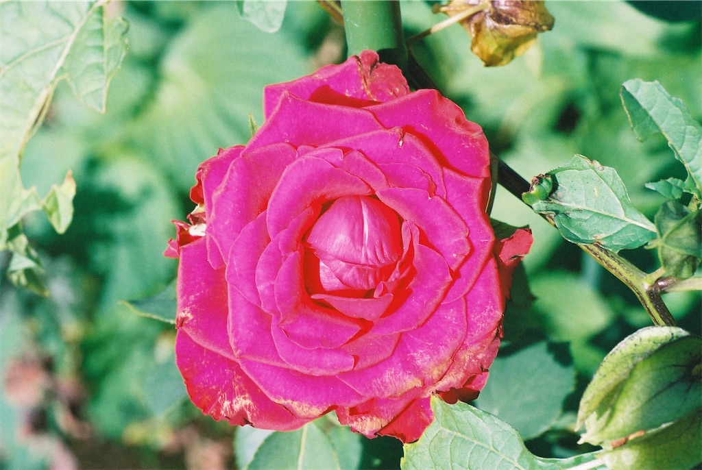 f:id:Peacex:20210123175413j:image