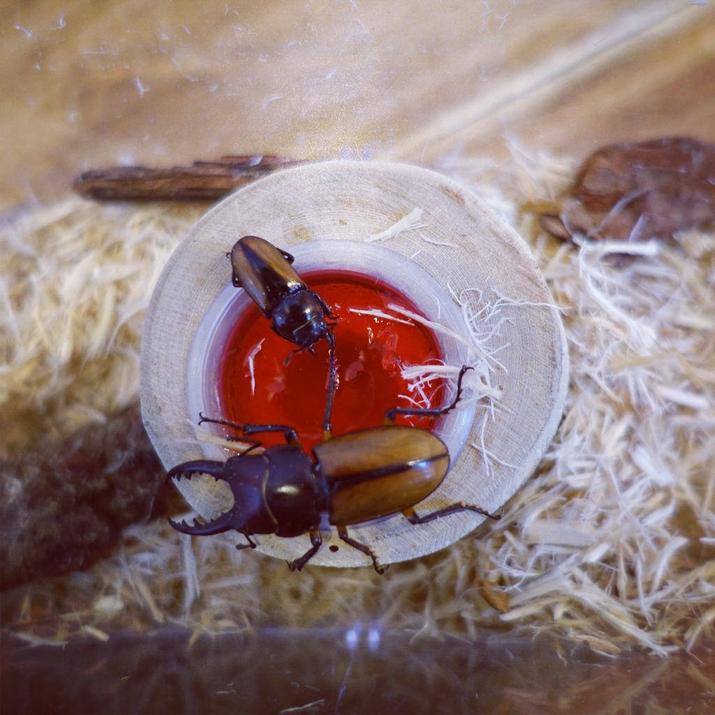 f:id:Penguinist:20180910191812j:plain