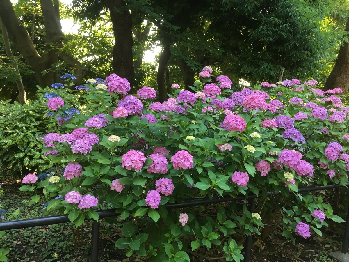 f:id:Penguinist:20190625165900j:plain f:id:Penguinist:20190625165900j:plain