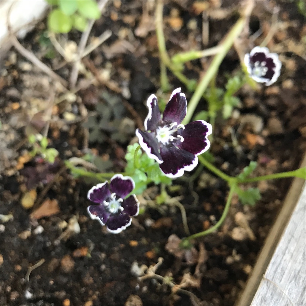 f:id:Peppermint-Green:20200326155418j:image