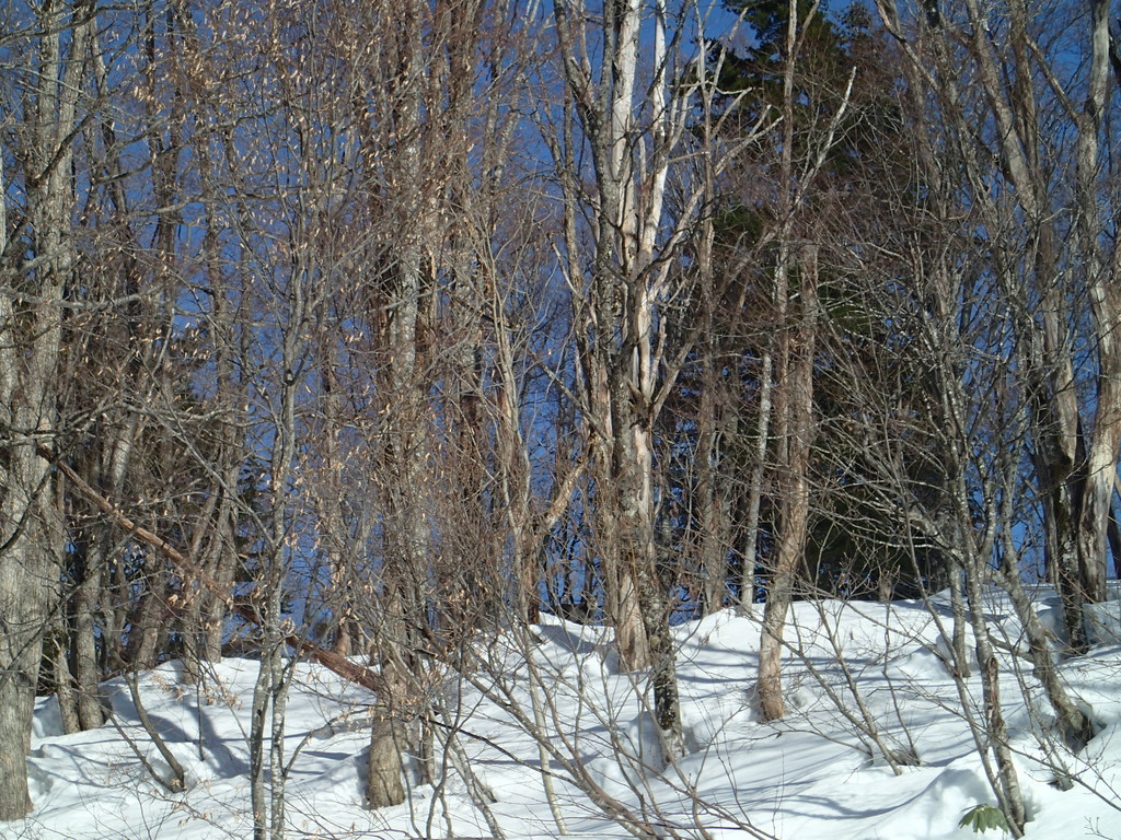 f:id:PerseidCross:20190224140422j:plain
