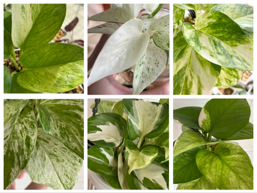 サトイモ科の観葉植物は初心者におすすめ！ - Petite and Green Life