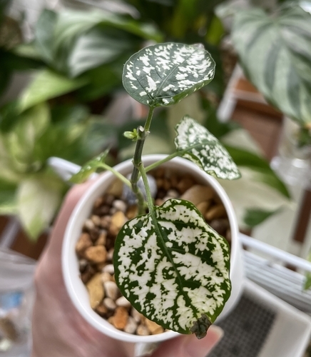 毛皮をまとって冬支度するカラーリーフ - Petite and Green Life