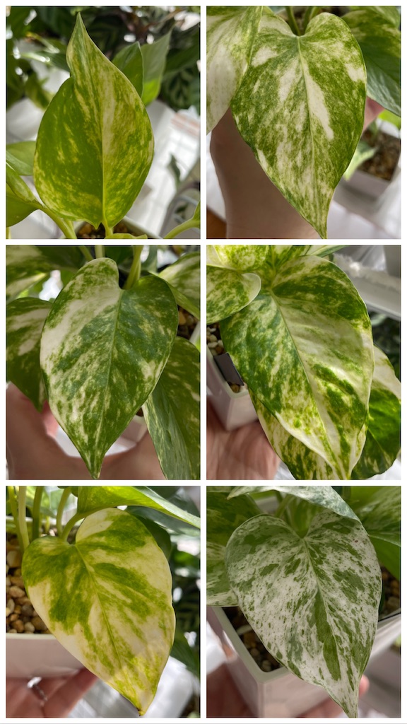 斑入りポトス】白斑寄りの品種を比較！ お気に入りはどのポトス