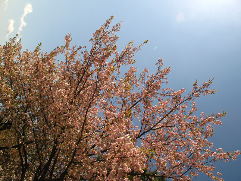 f:id:Philopon:20110424091200j:image f:id:Philopon:20110424091200j:image