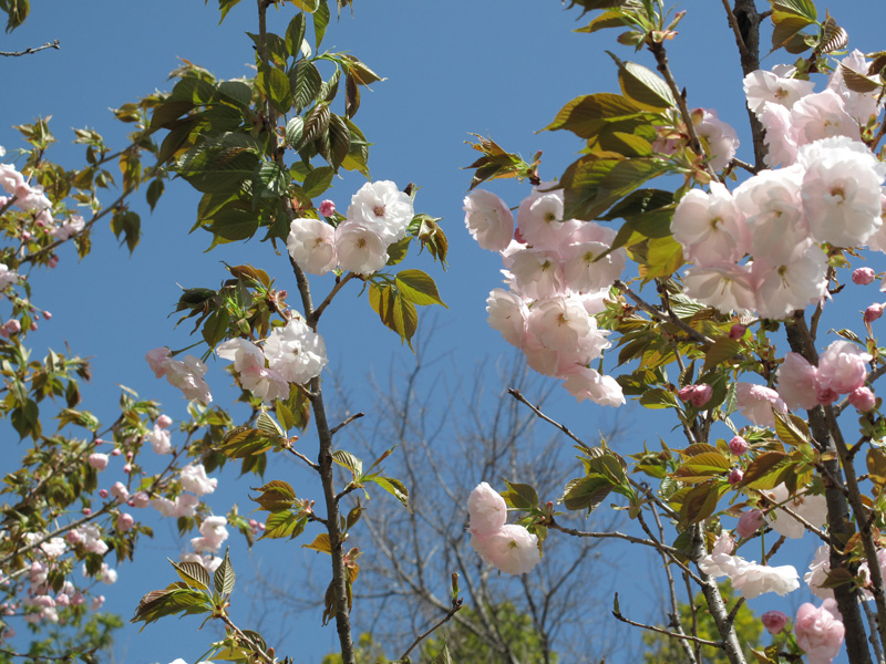 f:id:Philopon:20110424105607j:image f:id:Philopon:20110424105607j:image