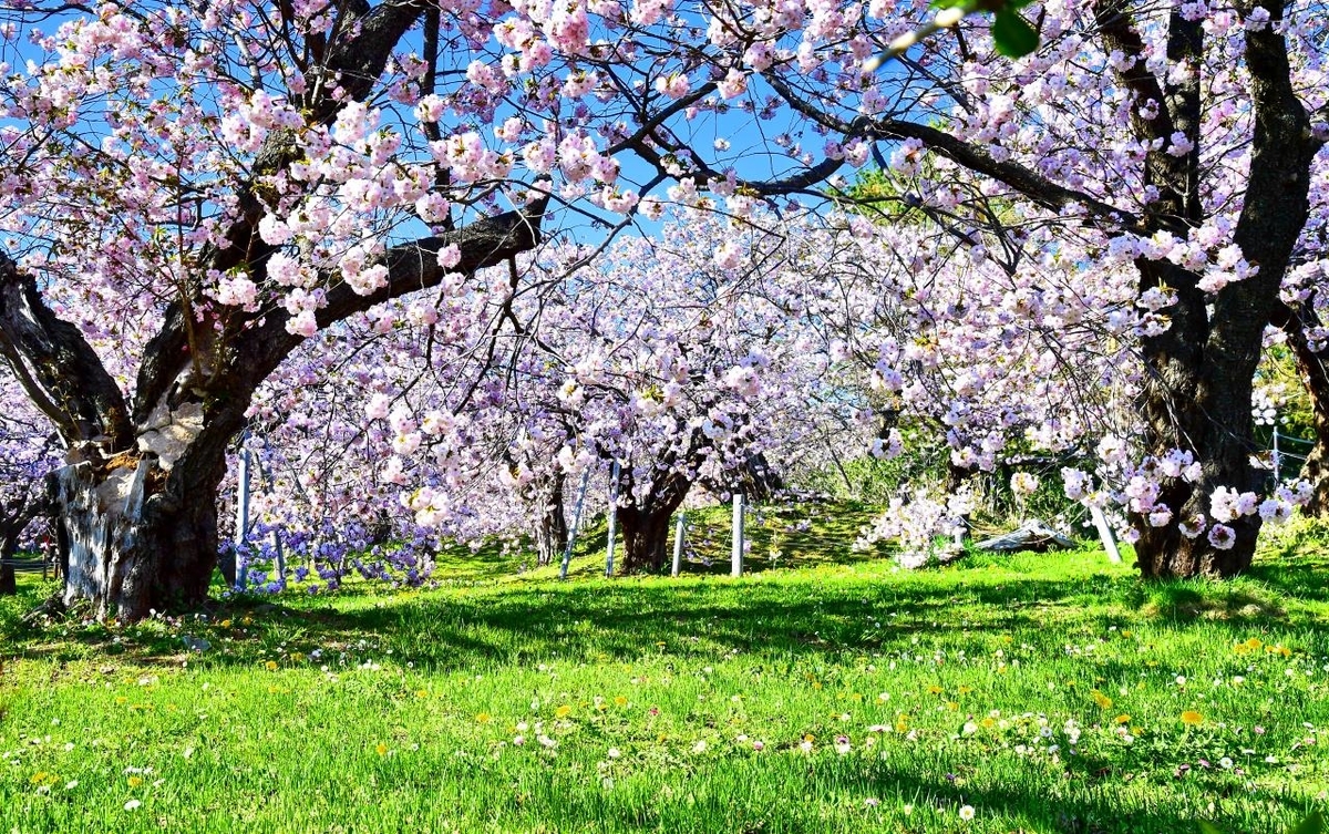 f:id:PhotoDepart:20190427071919j:plain