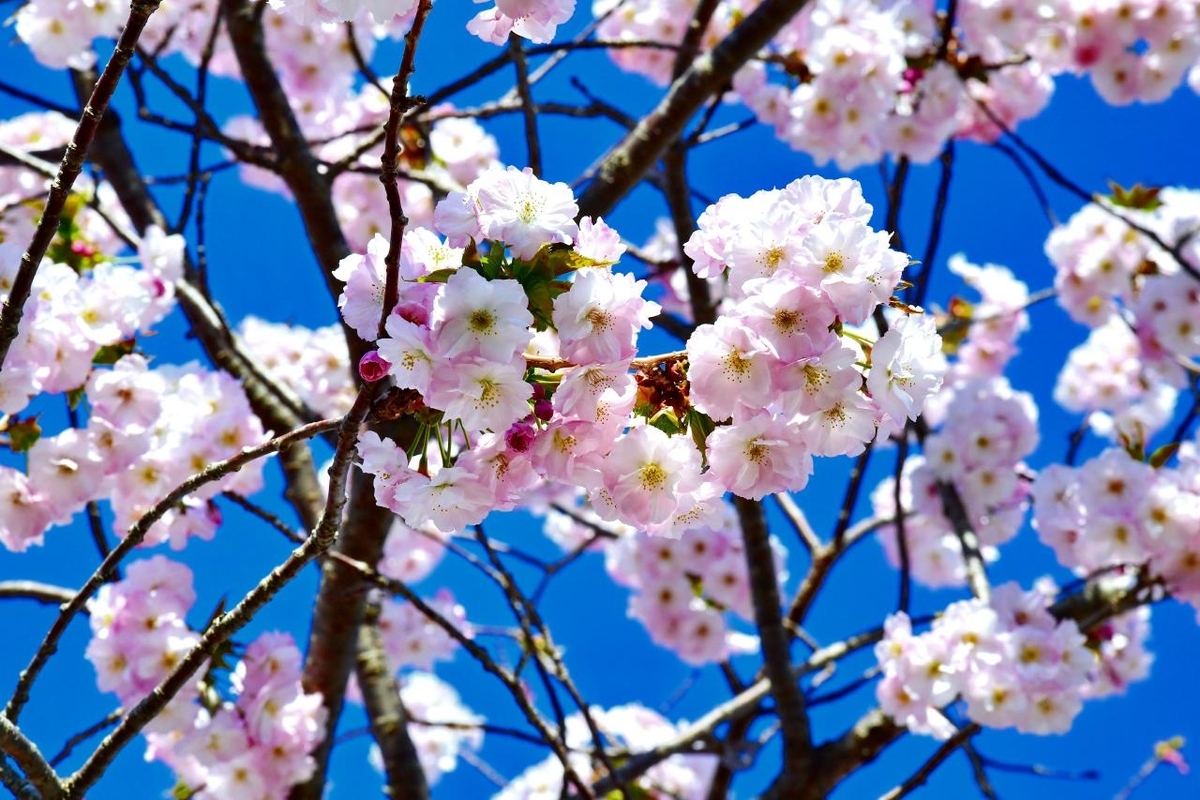 f:id:PhotoDepart:20190427072044j:plain