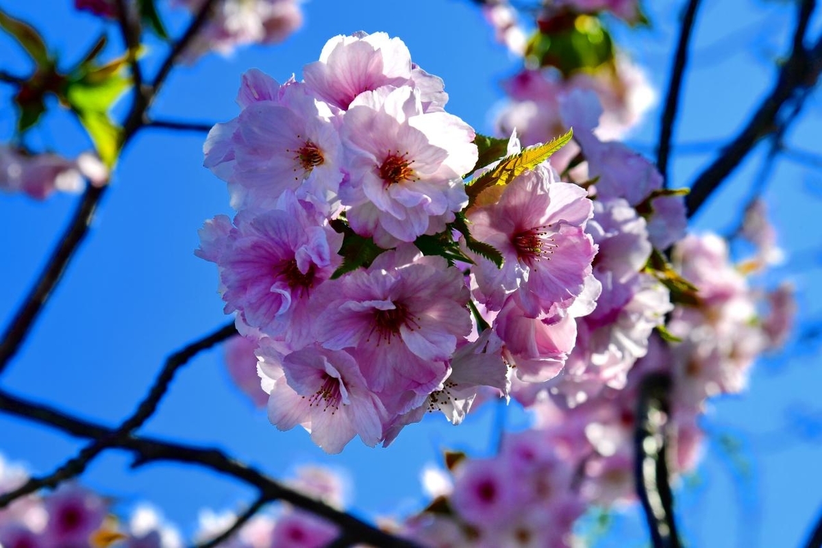 f:id:PhotoDepart:20190427072055j:plain