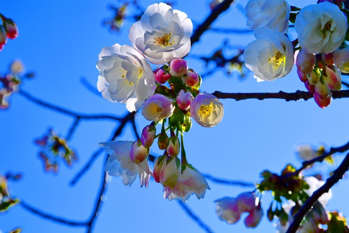 f:id:PhotoDepart:20190427072107j:plain