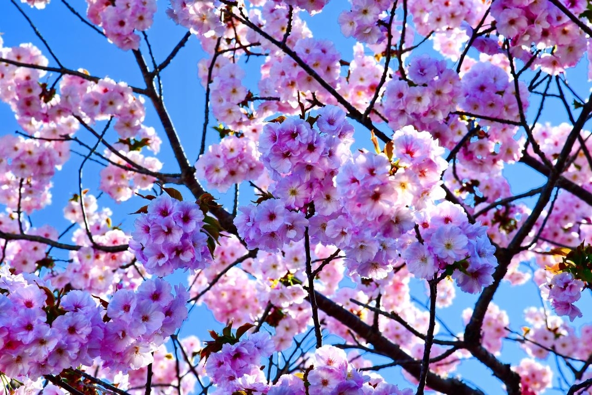 f:id:PhotoDepart:20190427072118j:plain