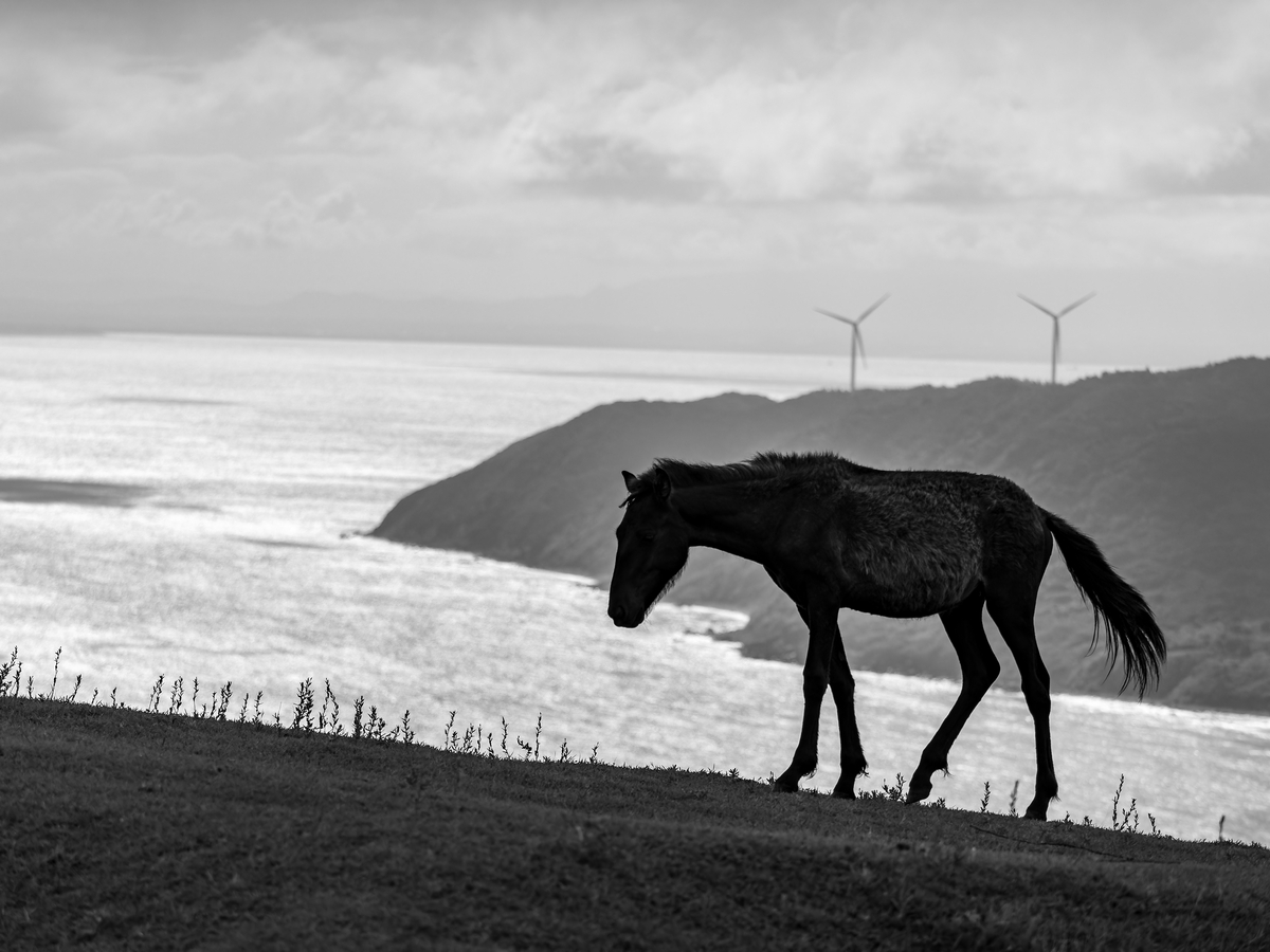都井岬の草地に立つ馬のモノクロ写真。背景に海と風車が見える構図