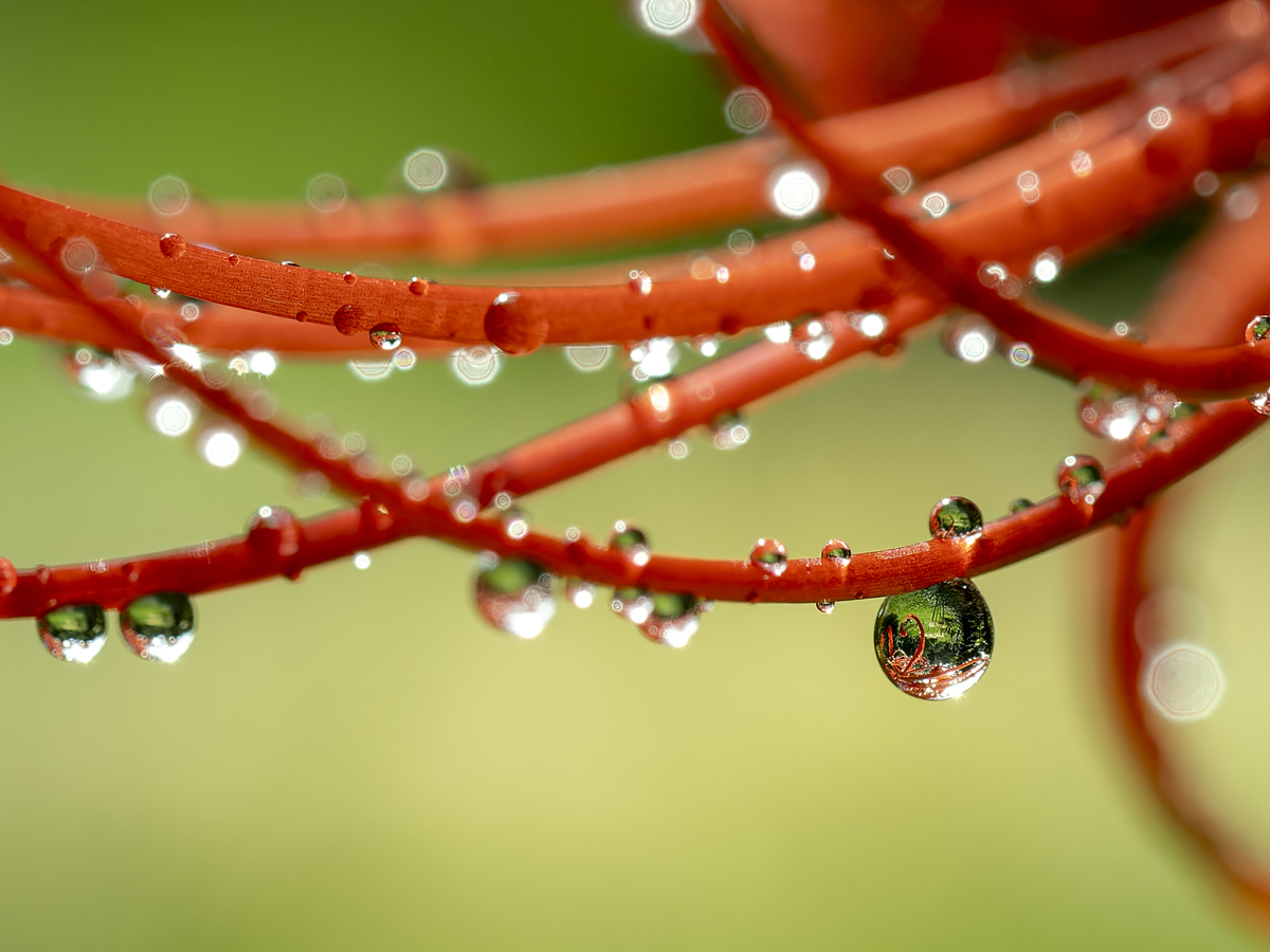 雨上がりの朝、光を受けて輝く彼岸花の花びら。水滴が糸のように並び、背景の緑が柔らかくぼけている。