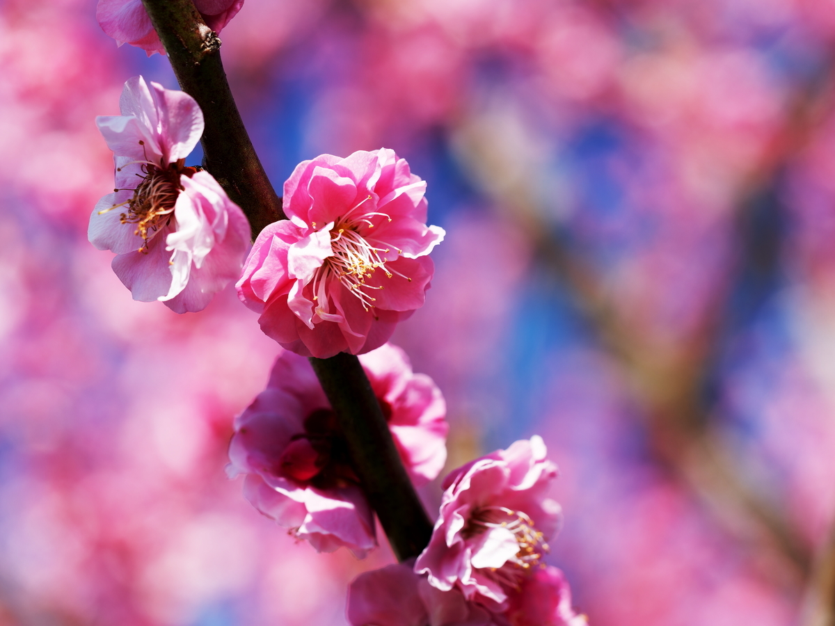 八重咲きの紅梅をマクロレンズで捉えたクローズアップ写真。繊細な花びらの重なりとしべのディテール