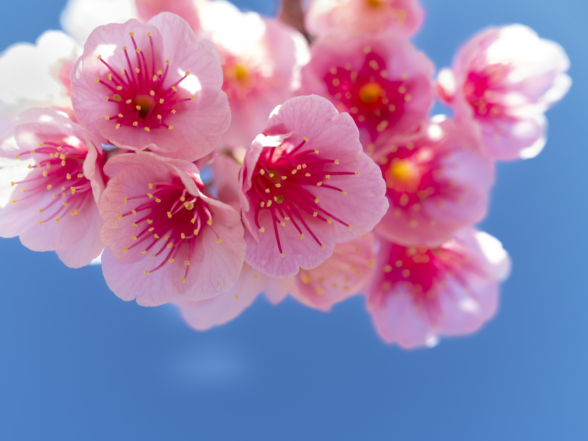 鮮やかな紅色が印象的な寒緋桜（カンヒザクラ）。青空を背景に、釣鐘状に下を向いて咲く独特のフォルムを強調したクローズアップ。