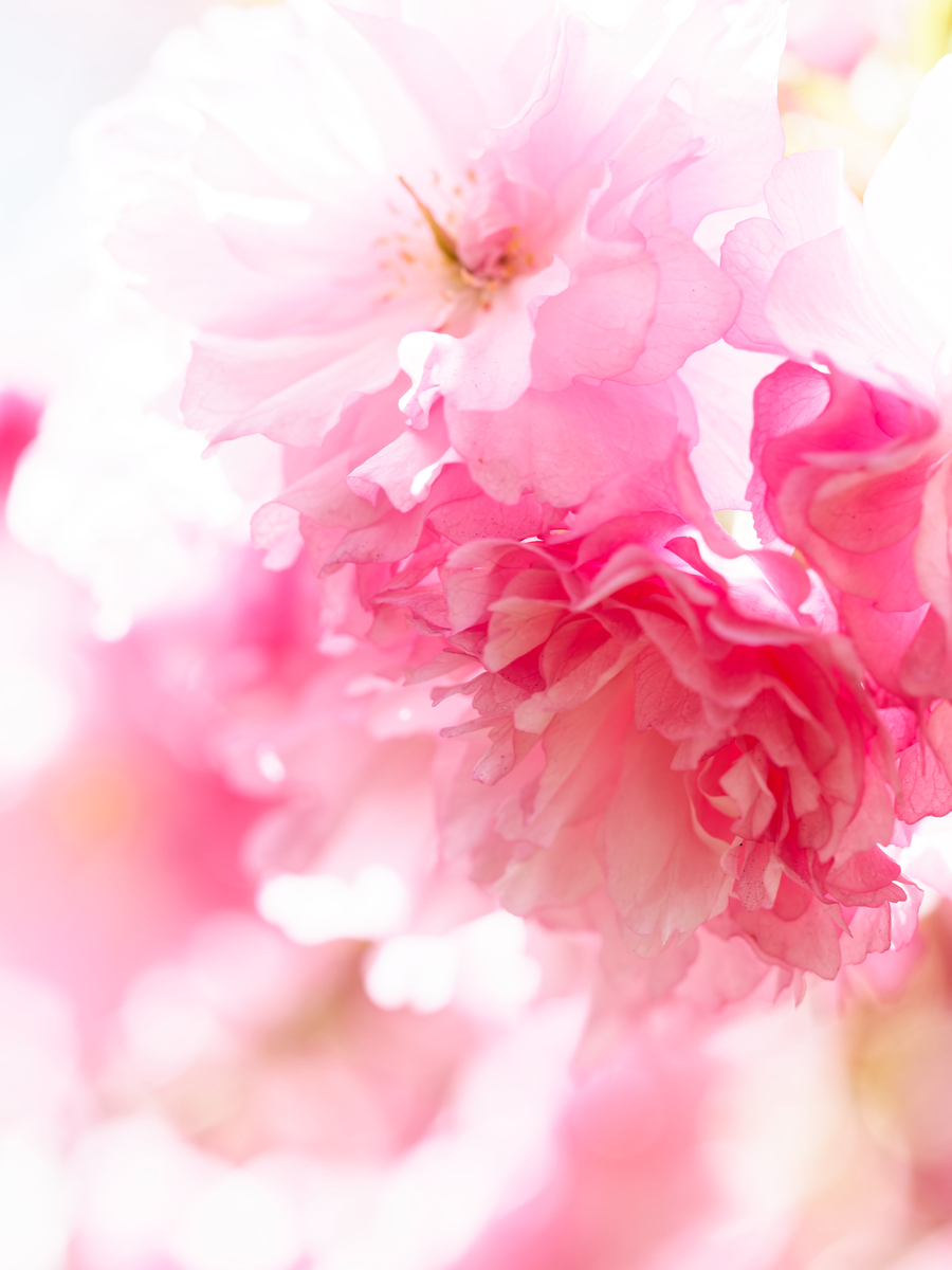 幾重にも重なる花びらがボタンのように豪華な八重桜。ハイキーな露出で、ぽってりとしたボリューム感と柔らかい質感を引き出した構図。