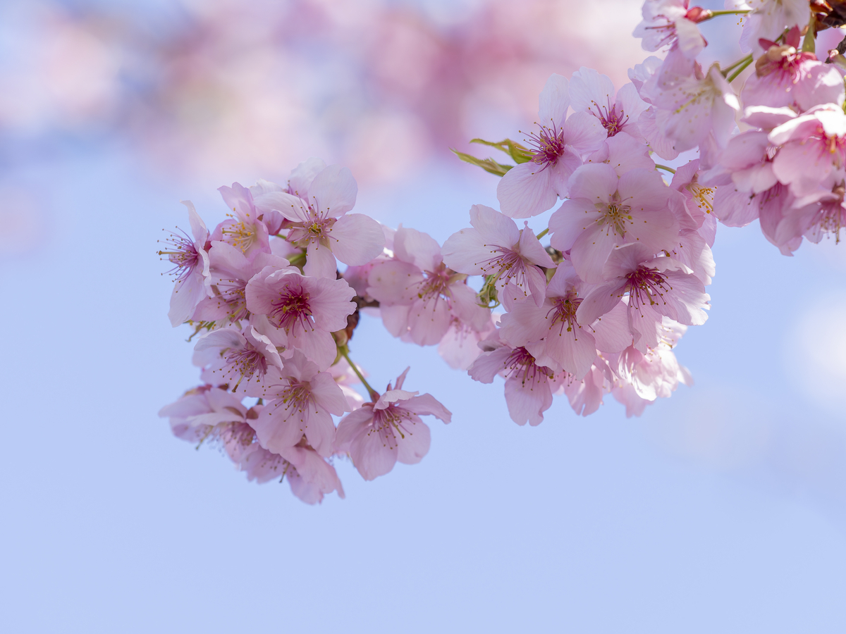 青空を背景に咲く河津桜