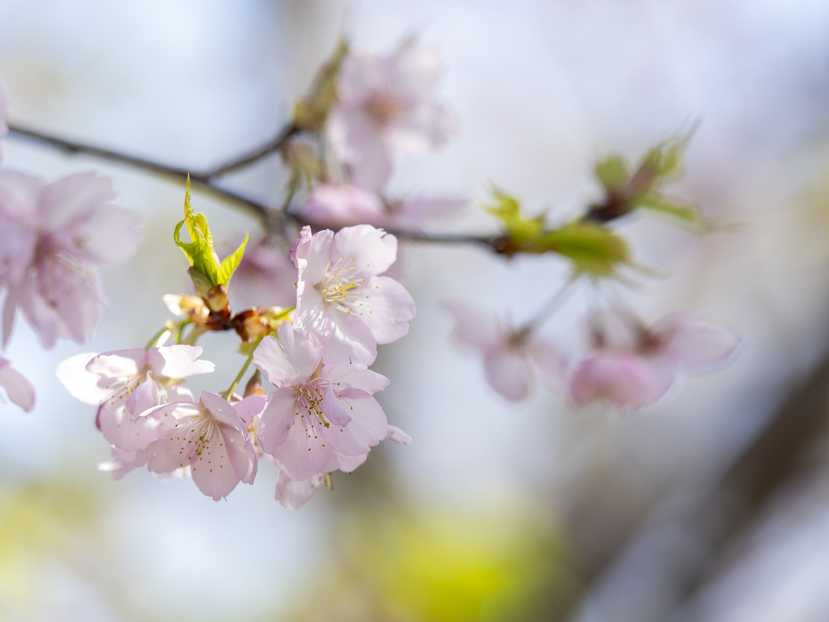 明るい光の中で咲く河津桜