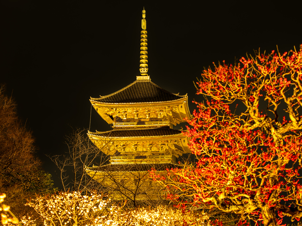 やわらかく咲く梅の花を近くから写した写真