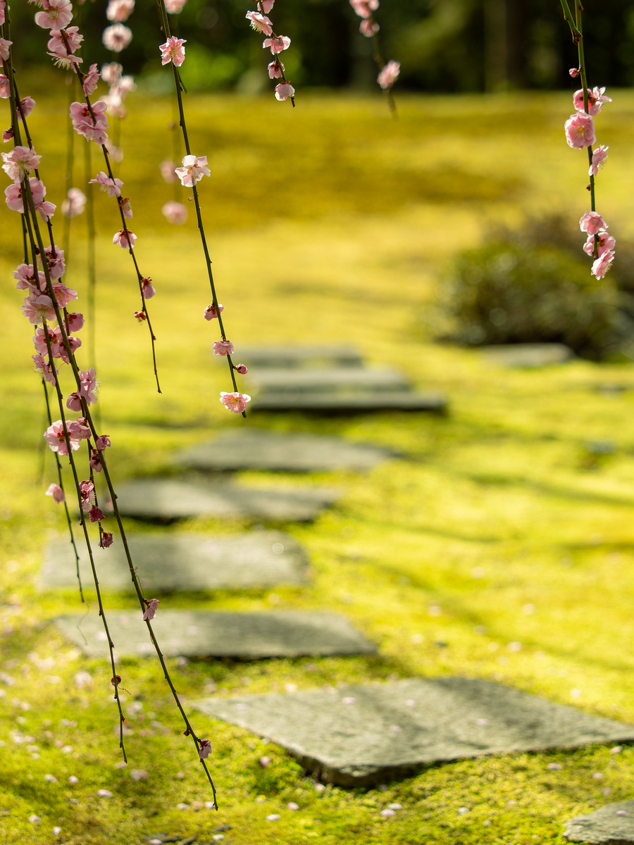 京都の城南宮でしだれ梅と庭園の雰囲気を写した写真