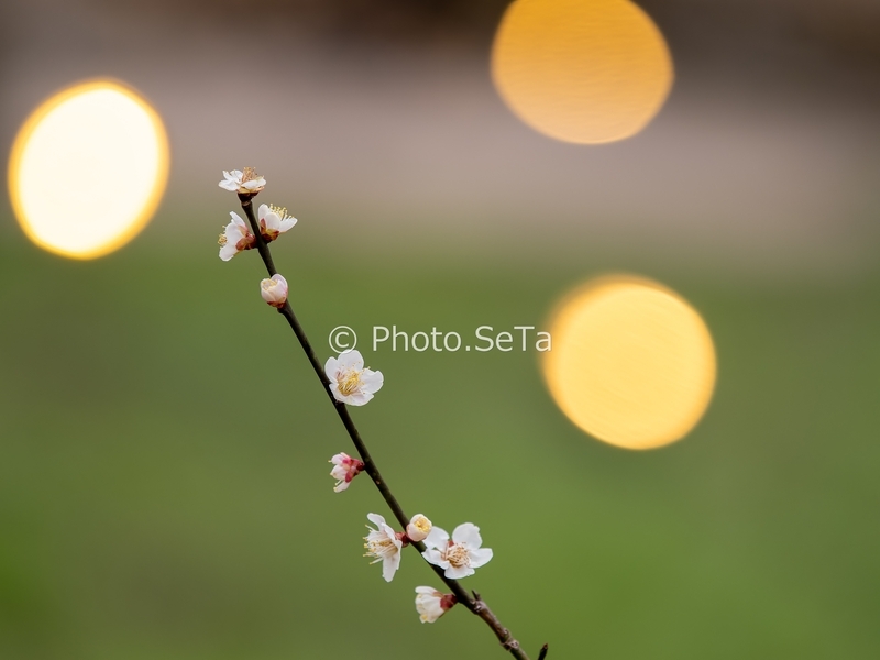 梅の花と灯りのボケ