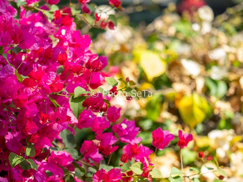 ブーゲンビリア 青島の鮮やか花