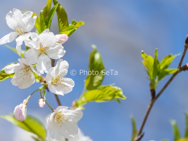 桜の花と若葉（宮崎・垂水公園）
