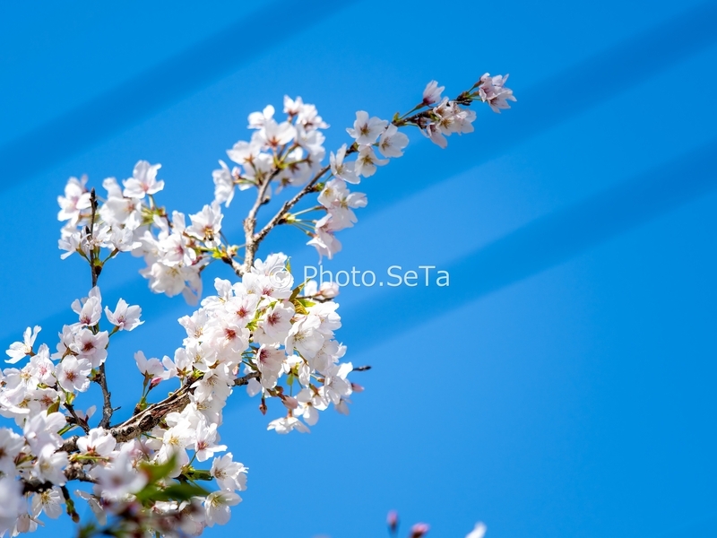 宮崎の桜と青空（余白バナー向け）