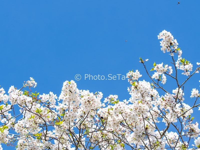 青空と満開の桜（宮崎・垂水公園）