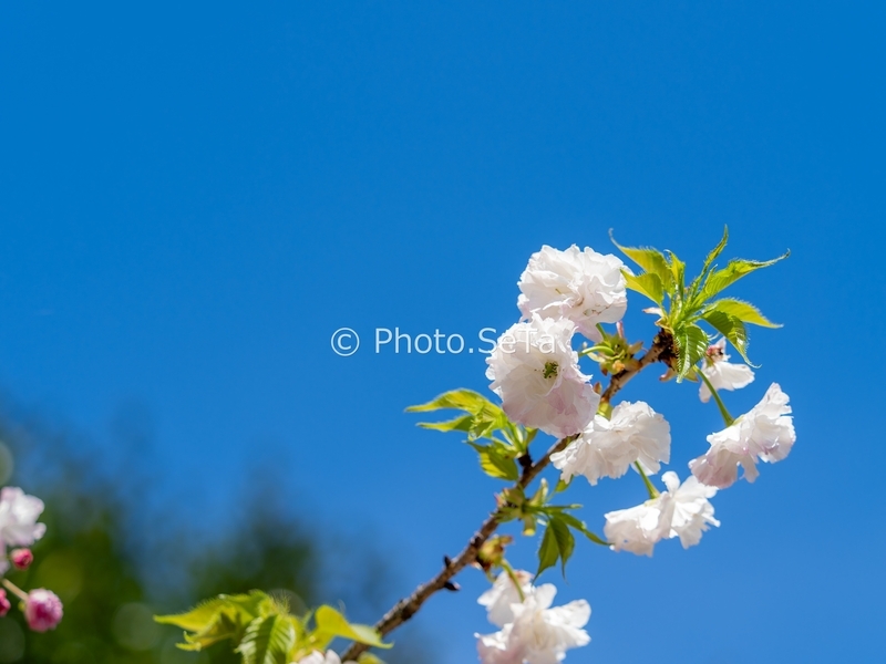 20260411-_4110025-ORF