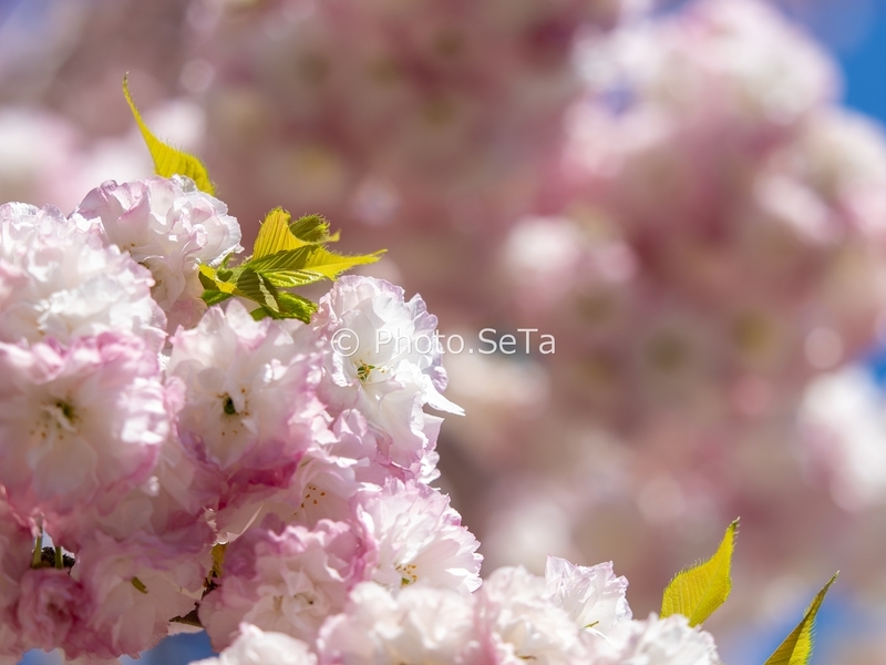 20260411-_4110035-ORF