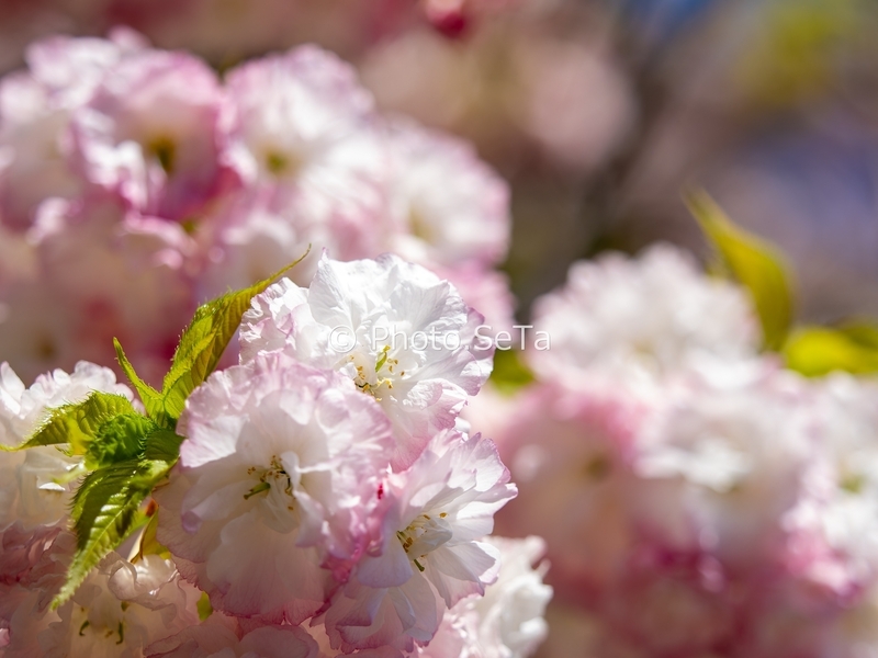 20260411-_4110039-ORF