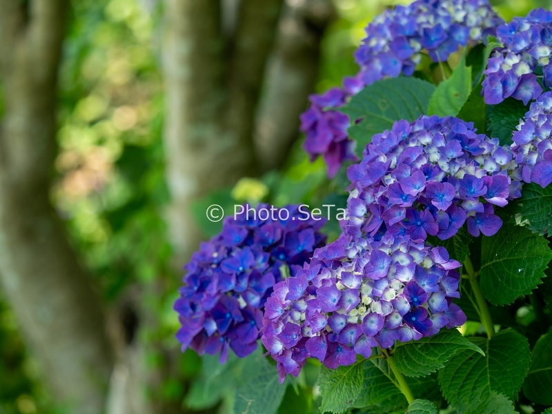 晴れた日に撮った紫陽花の作例2