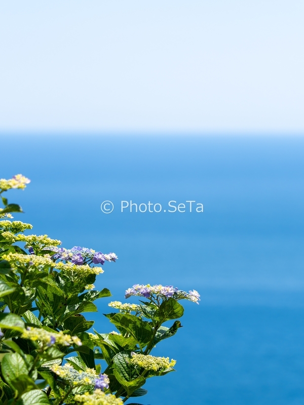 海を背景にした晴れの日の紫陽花作例1
