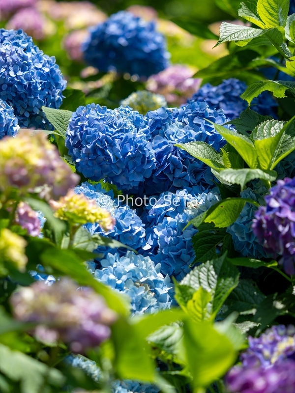 青紫の紫陽花を密集させて撮った晴れの日の作例