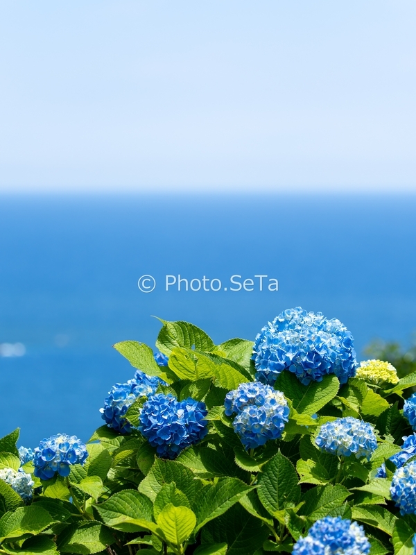 晴れの日の紫陽花の寄りの作例