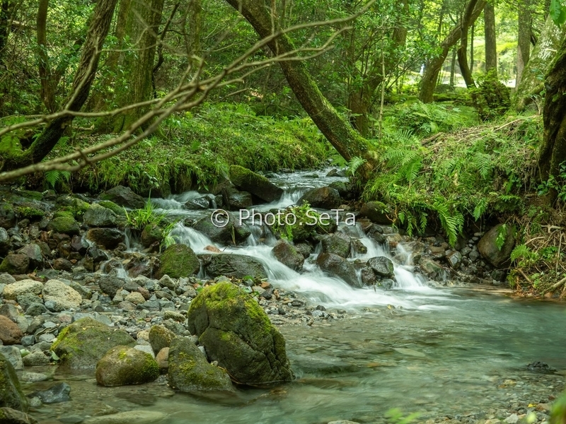 山吹水源の苔むした岩の間を縫う緑豊かな流れ