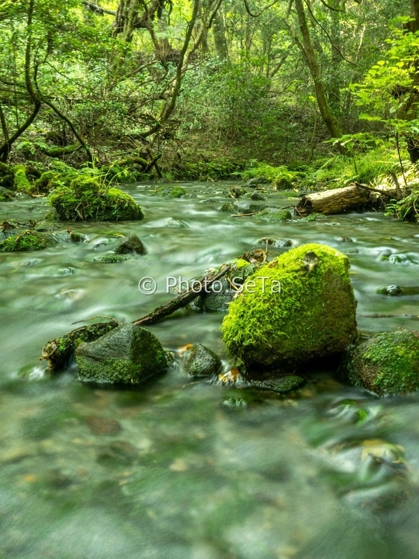 山吹水源で三脚なし手持ちの5秒露光で撮った川の流れ