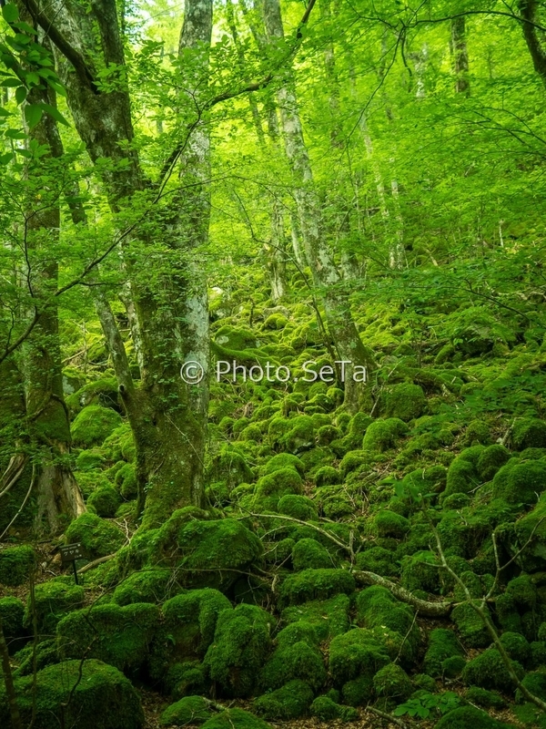 男池湧水群のケヤキの木の名札がある苔の森