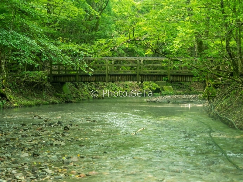 男池湧水群の橋と流れを望遠で撮った写真