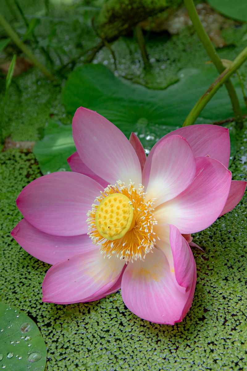 f:id:Photoshop_Akaou:20190719172026j:plain f:id:Photoshop_Akaou:20190719172026j:plain