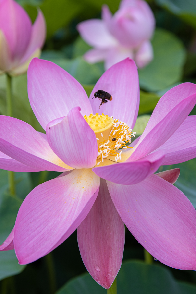 f:id:Photoshop_Akaou:20190719172034j:plain f:id:Photoshop_Akaou:20190719172034j:plain